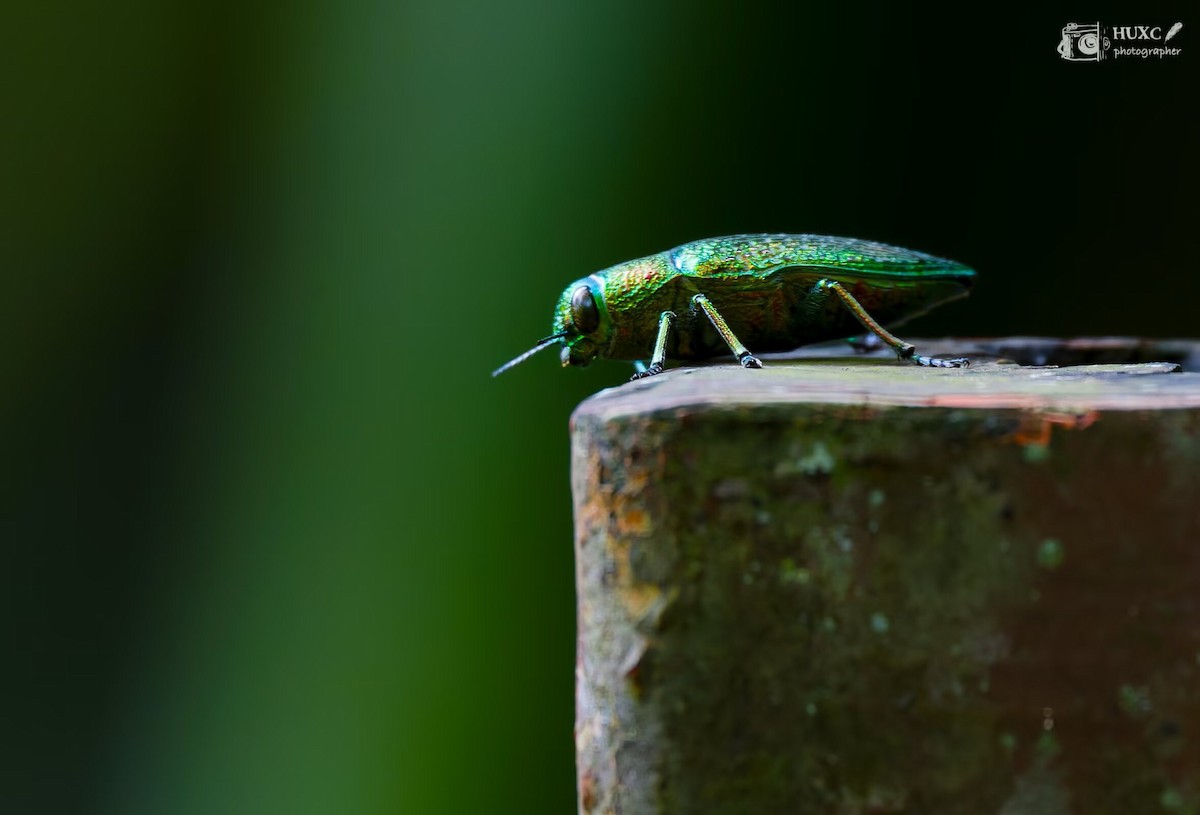 Animali - ML645981387