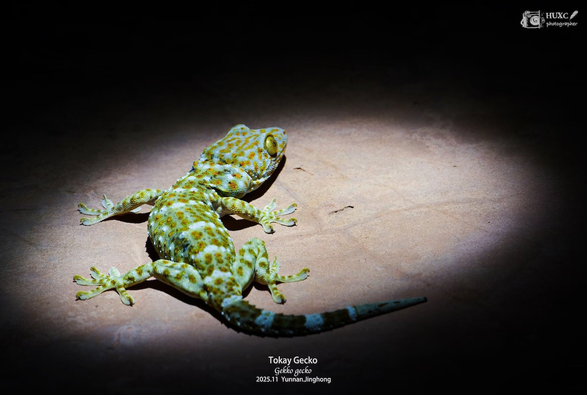 Animali - ML645981388