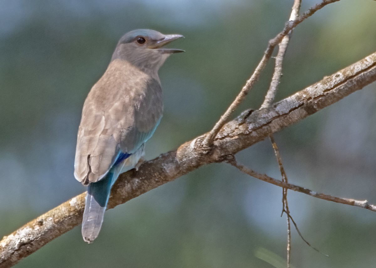 Indochinese Roller - ML645981389