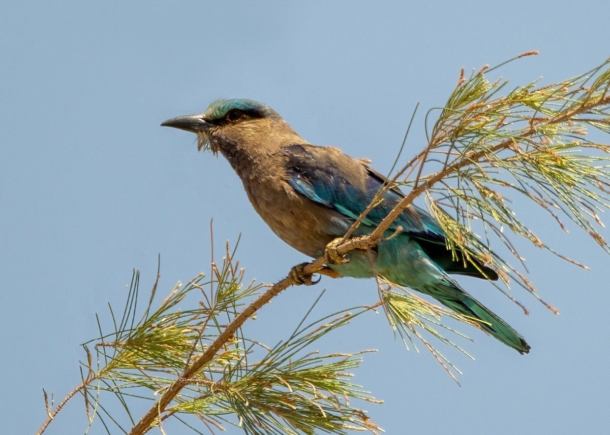 Indochinese Roller - ML645981390