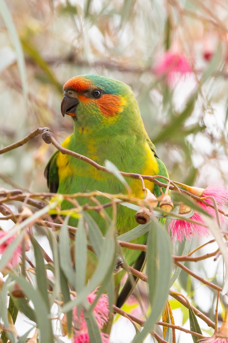 Musk Lorikeet - ML645981391