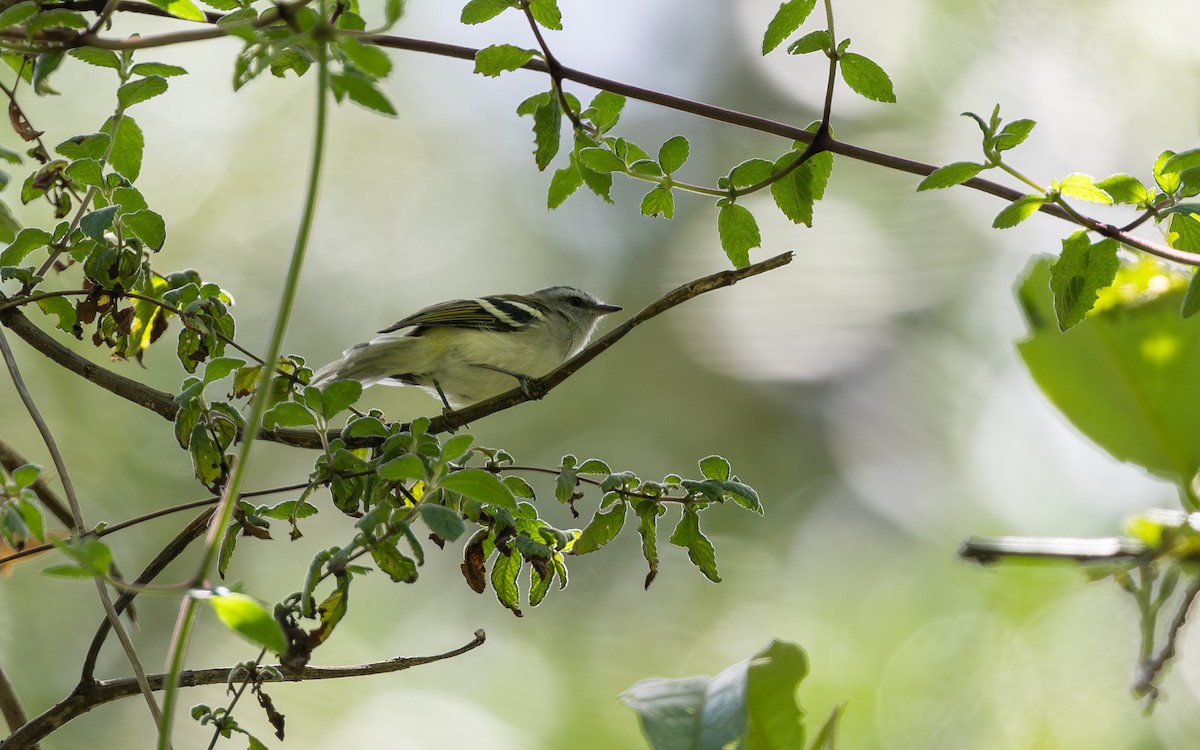 White-banded Tyrannulet - ML645981393
