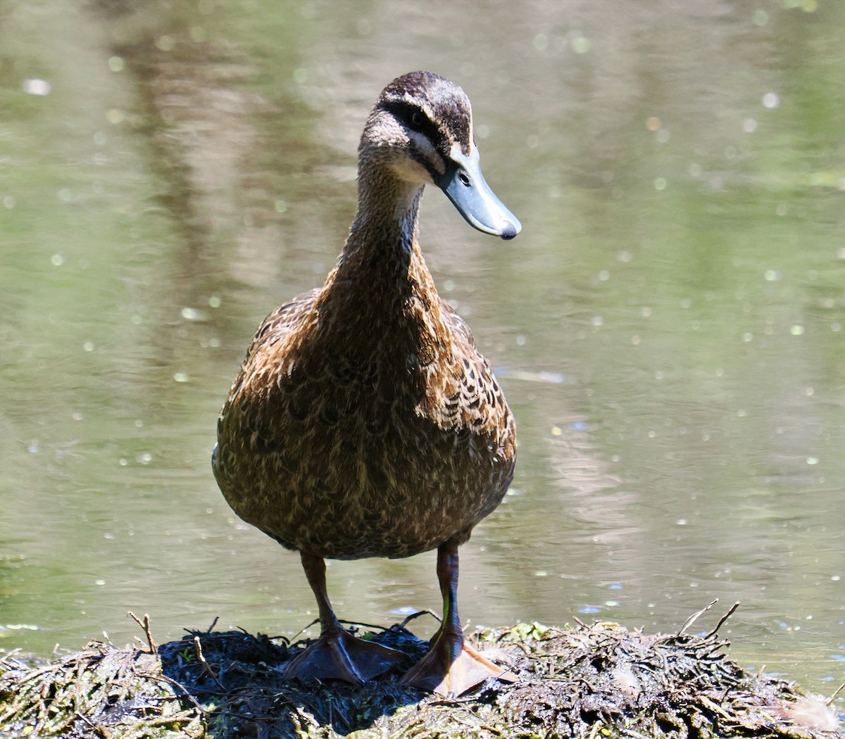 Pacific Black Duck - ML645981394