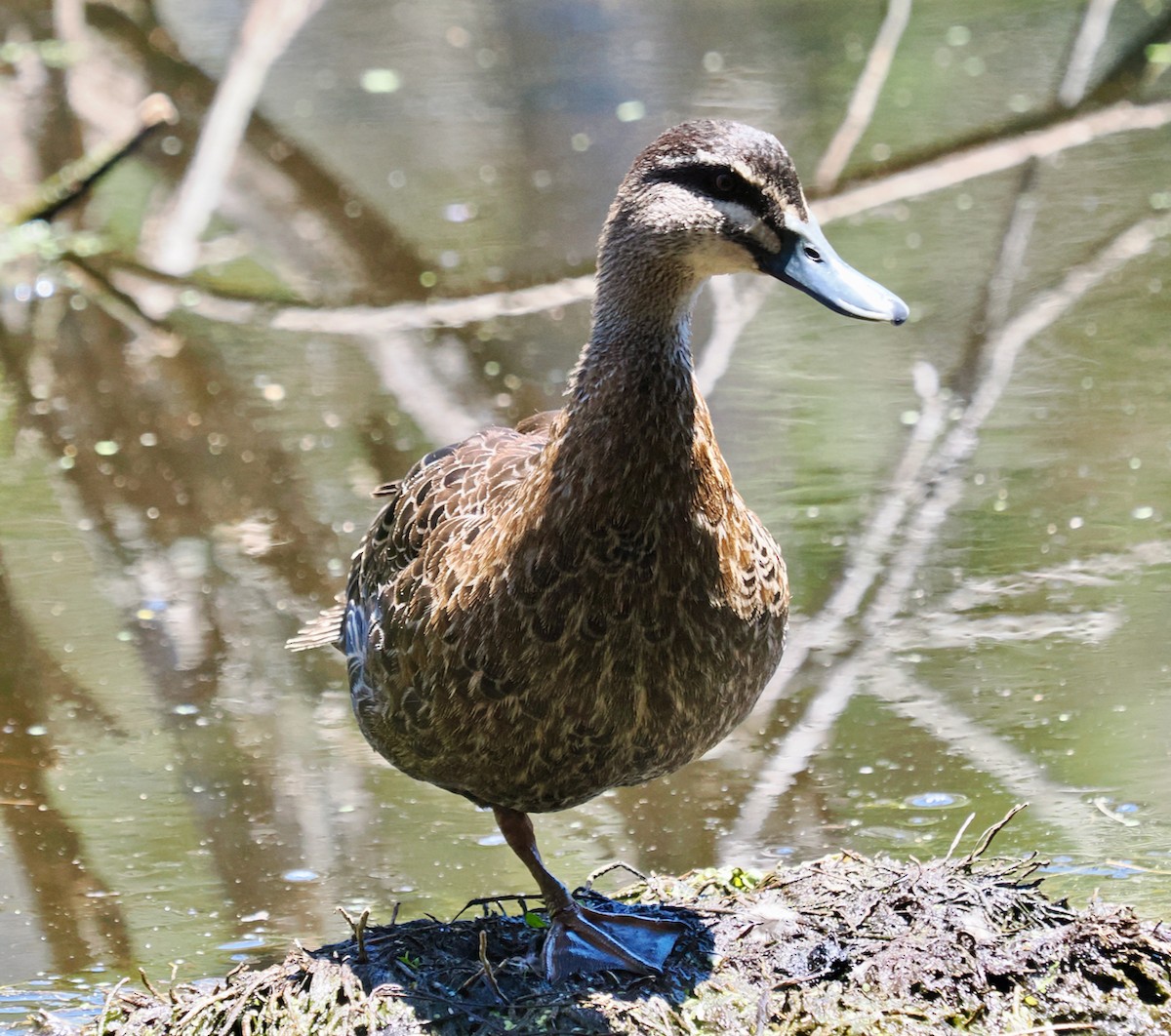 Pacific Black Duck - ML645981395