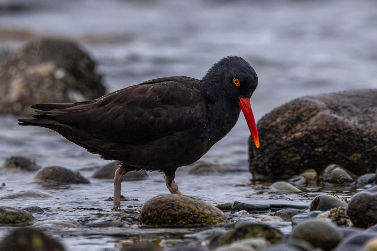 Black Oystercatcher - ML645981397