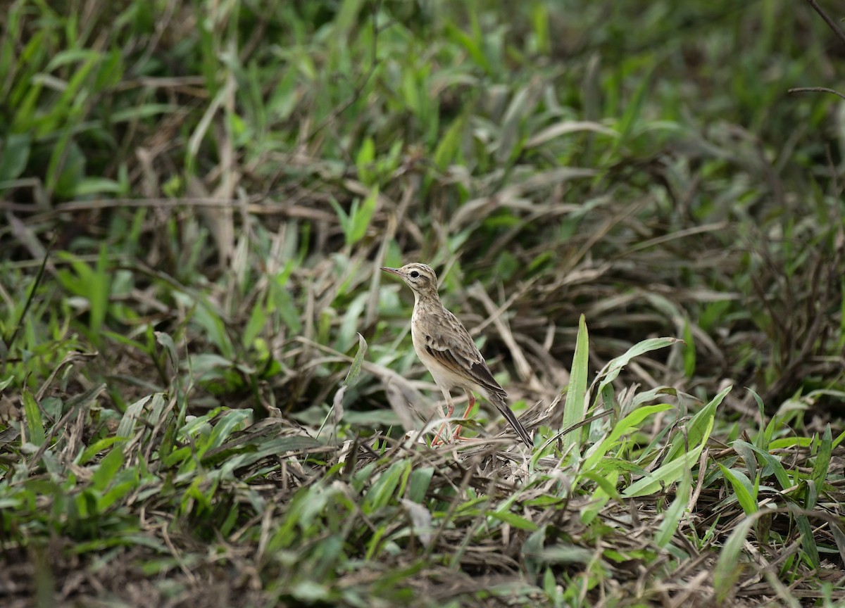 Paddyfield Pipit - ML645981398