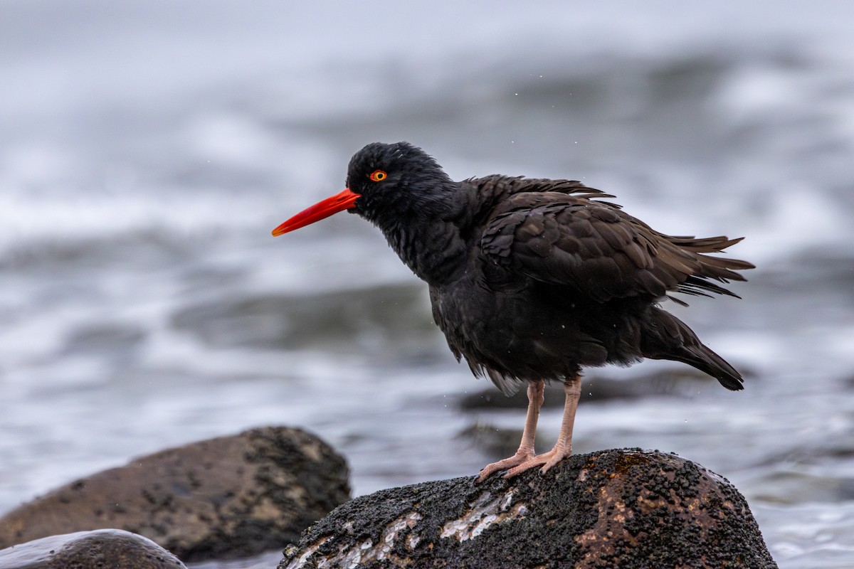 Black Oystercatcher - ML645981401