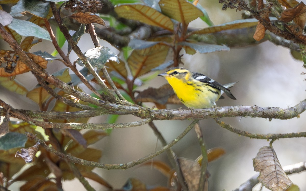 Blackburnian Warbler - ML645981403