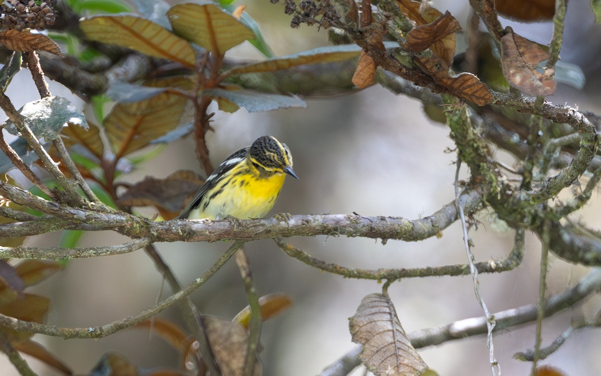 Blackburnian Warbler - ML645981404