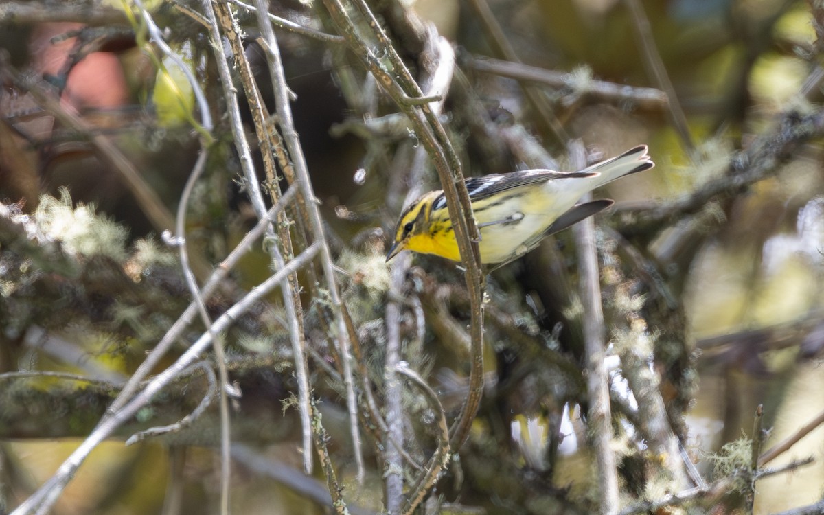 Blackburnian Warbler - ML645981405