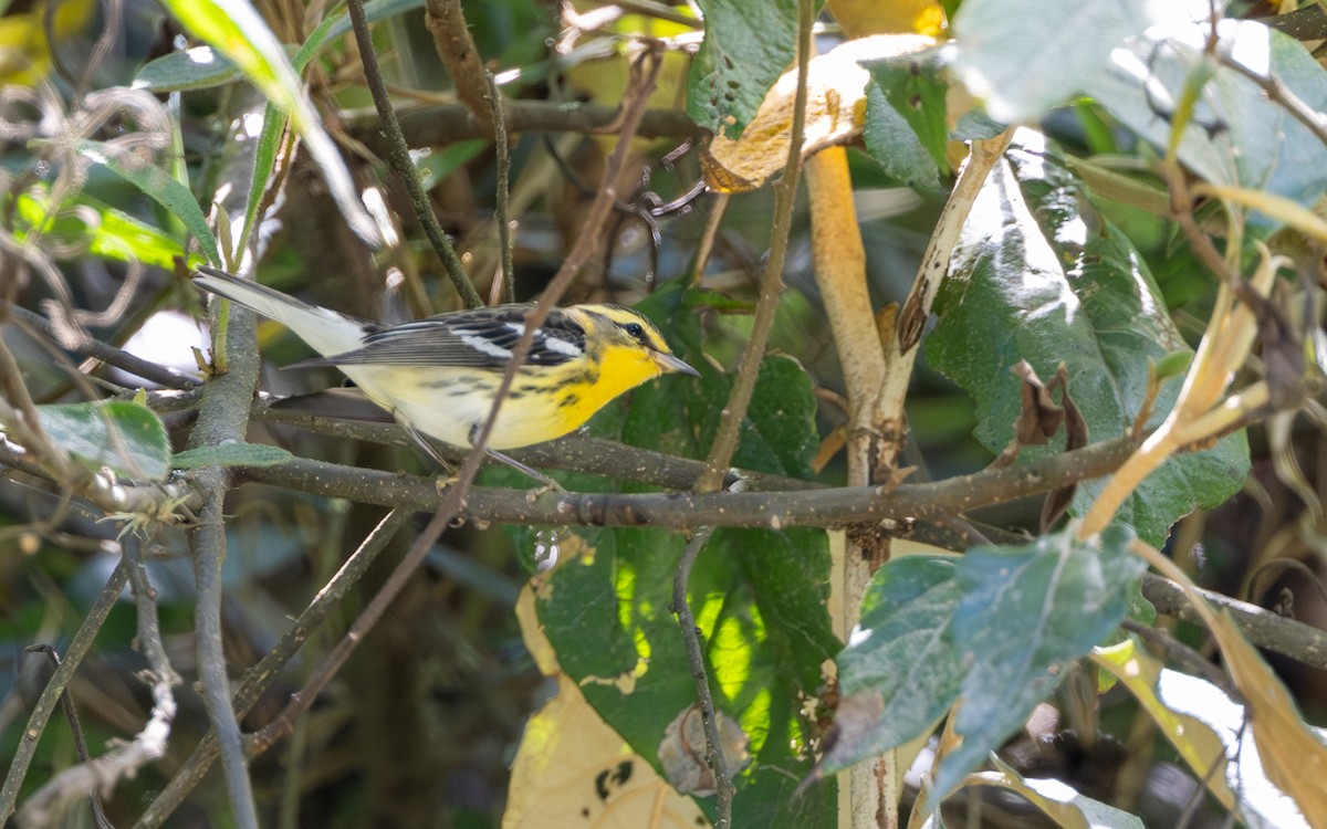 Blackburnian Warbler - ML645981406