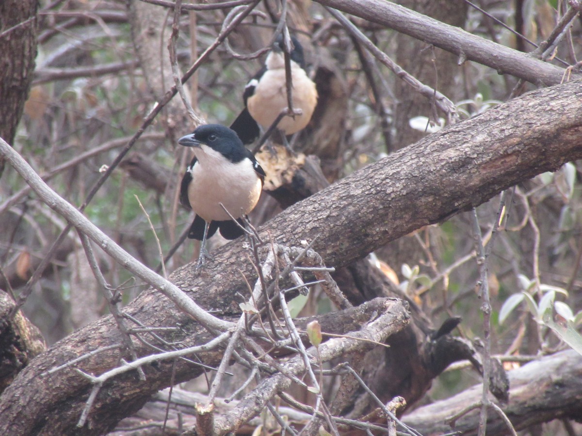 Southern Boubou - ML645981411
