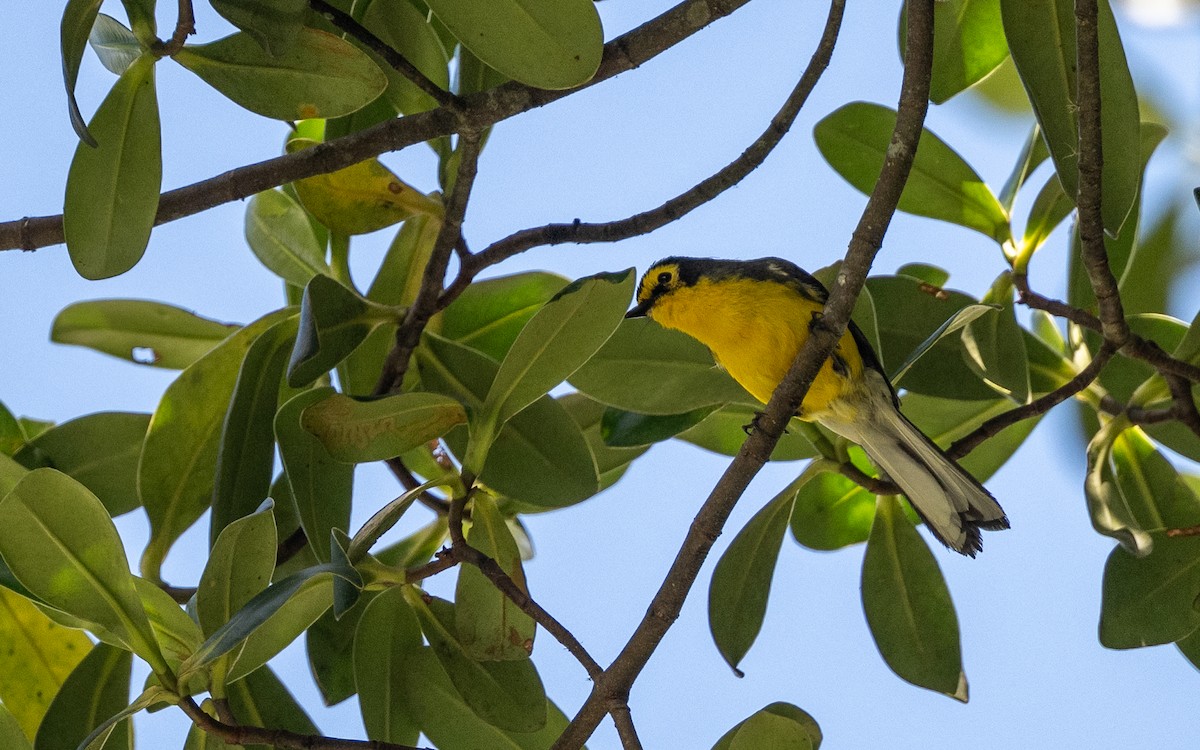 Spectacled Redstart - ML645981412