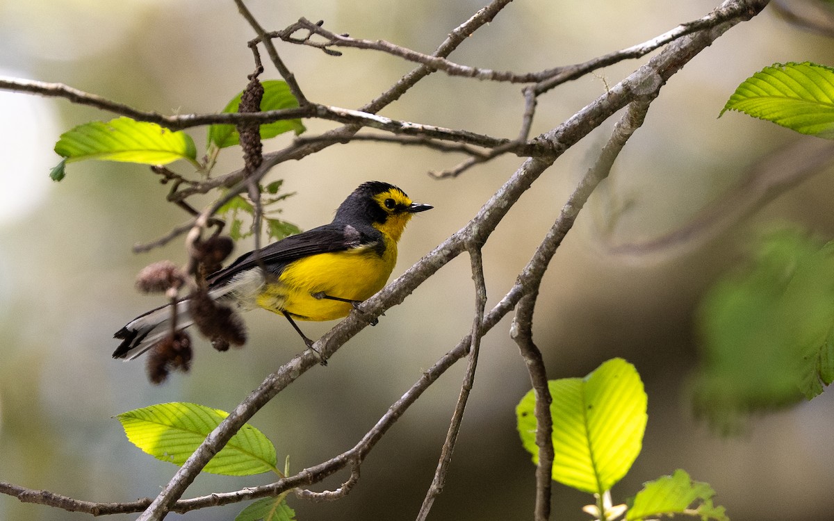 Spectacled Redstart - ML645981413