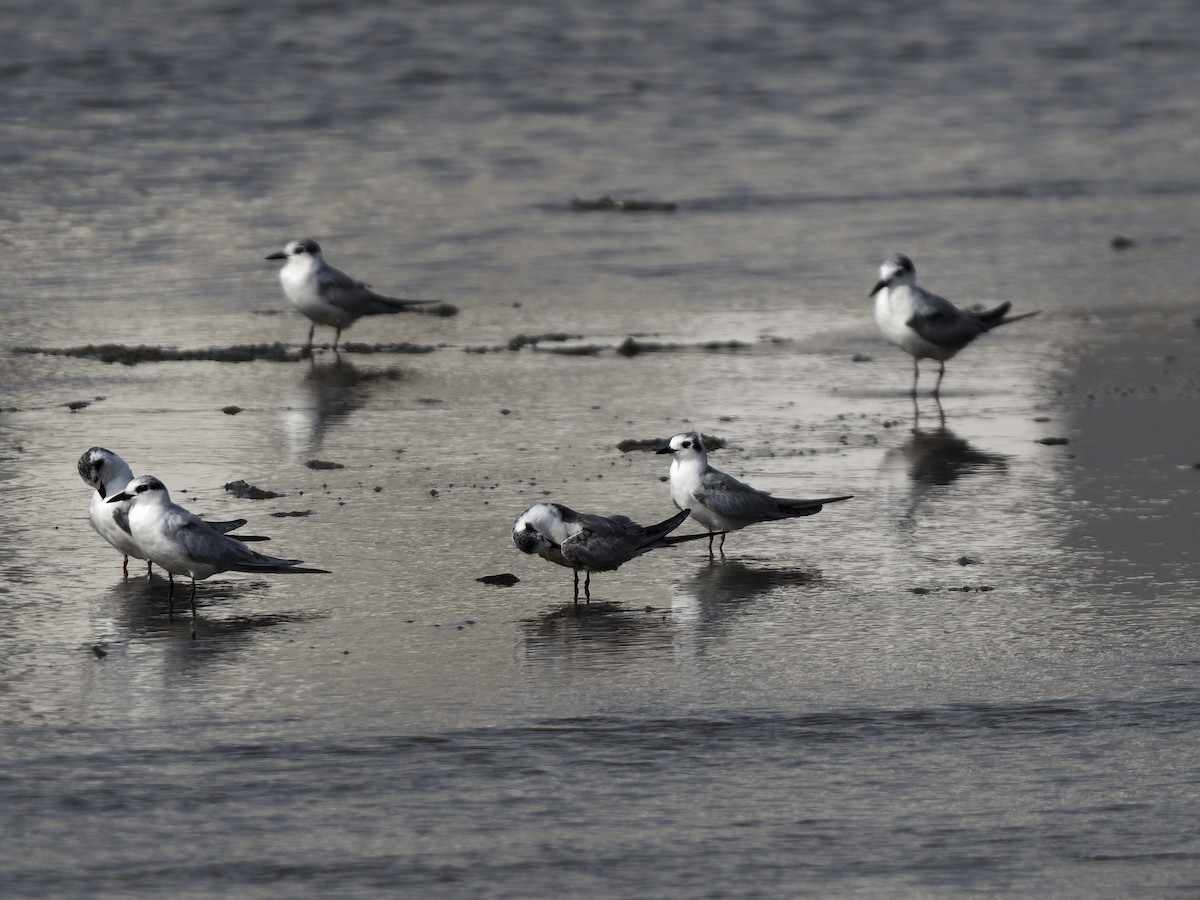 хараалай - ML645981421