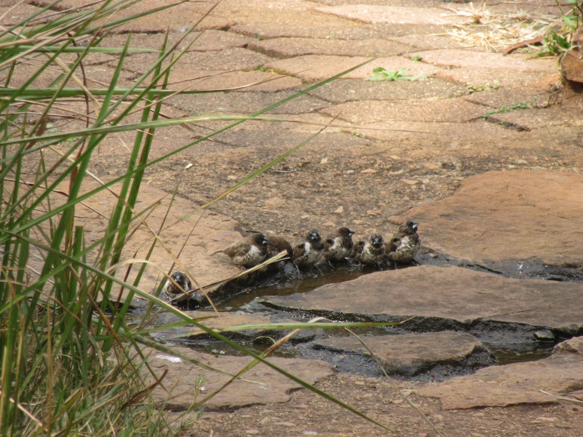 Bronze Mannikin - ML645981428