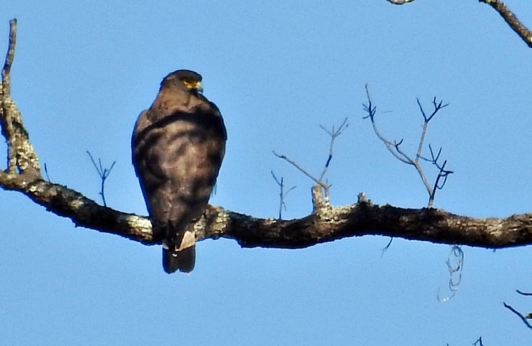 Crested Serpent-Eagle - ML645981431