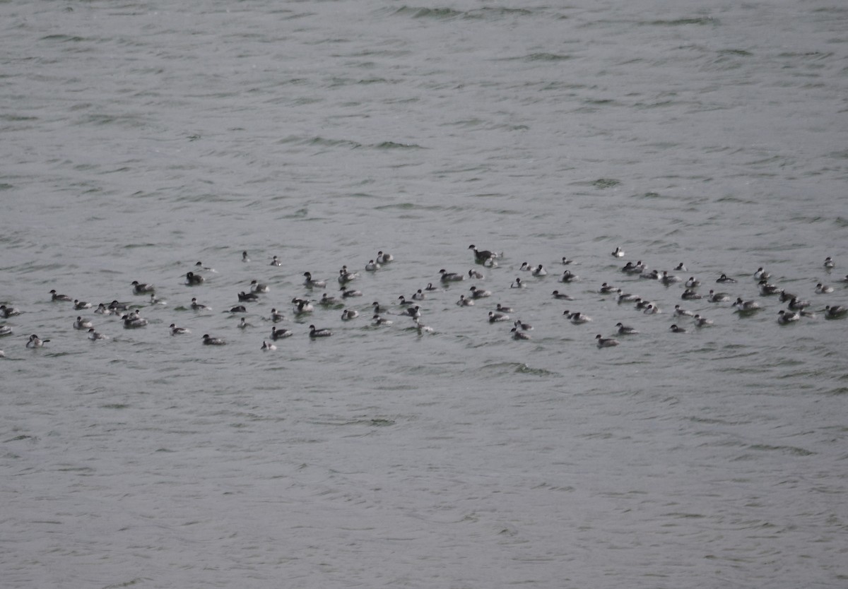 Eared Grebe - ML645981432