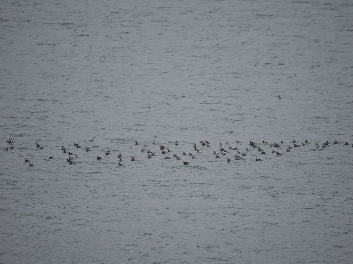 Eared Grebe - ML645981433