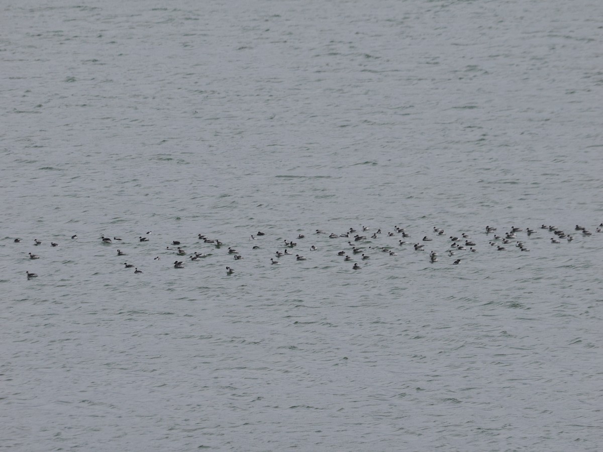 Eared Grebe - ML645981434