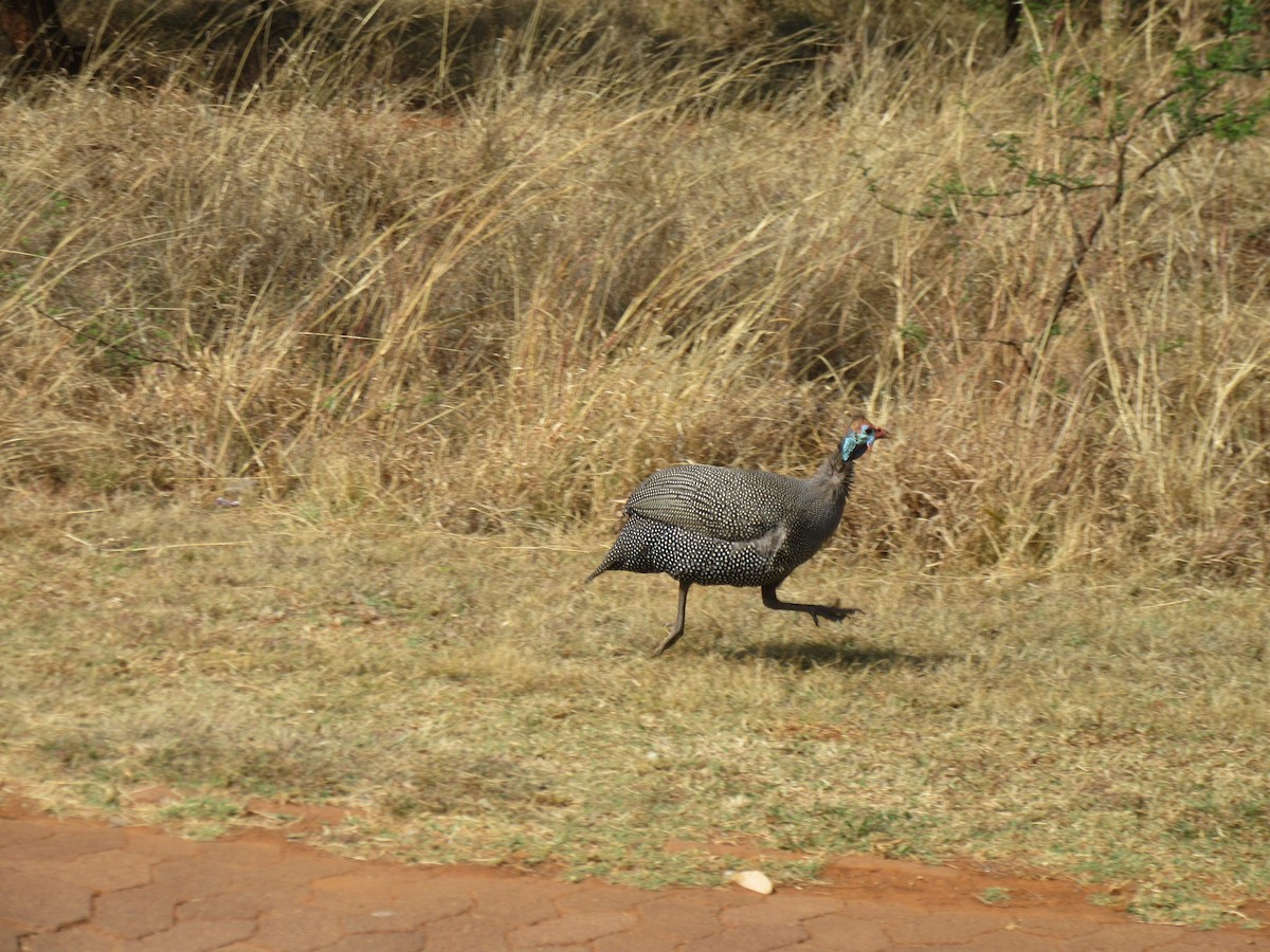 Helmeted Guineafowl (Tufted) - ML645981435