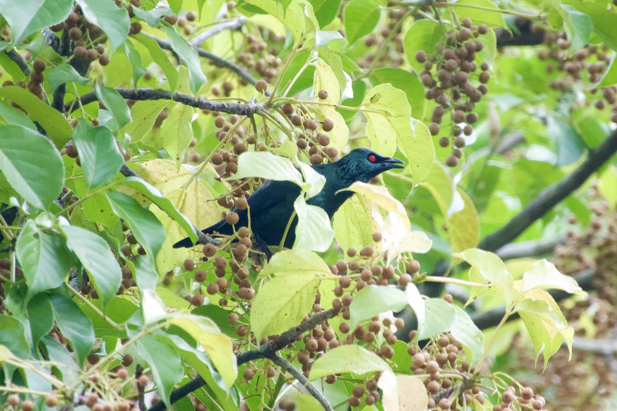 Stourne bronzé - ML645981441