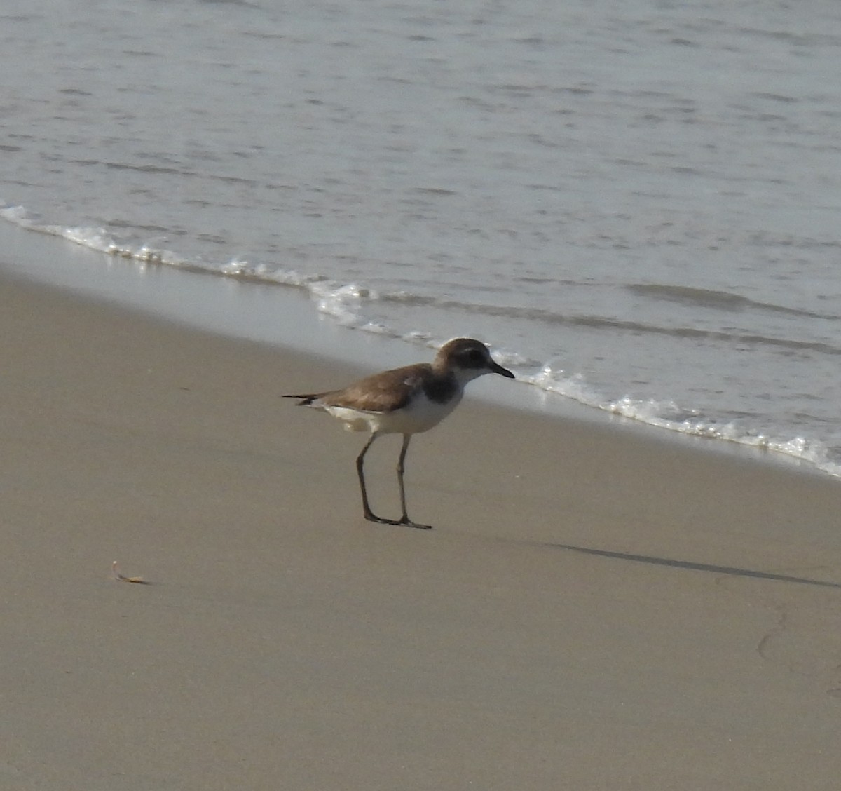 Tibet Cılıbıtı - ML645981447