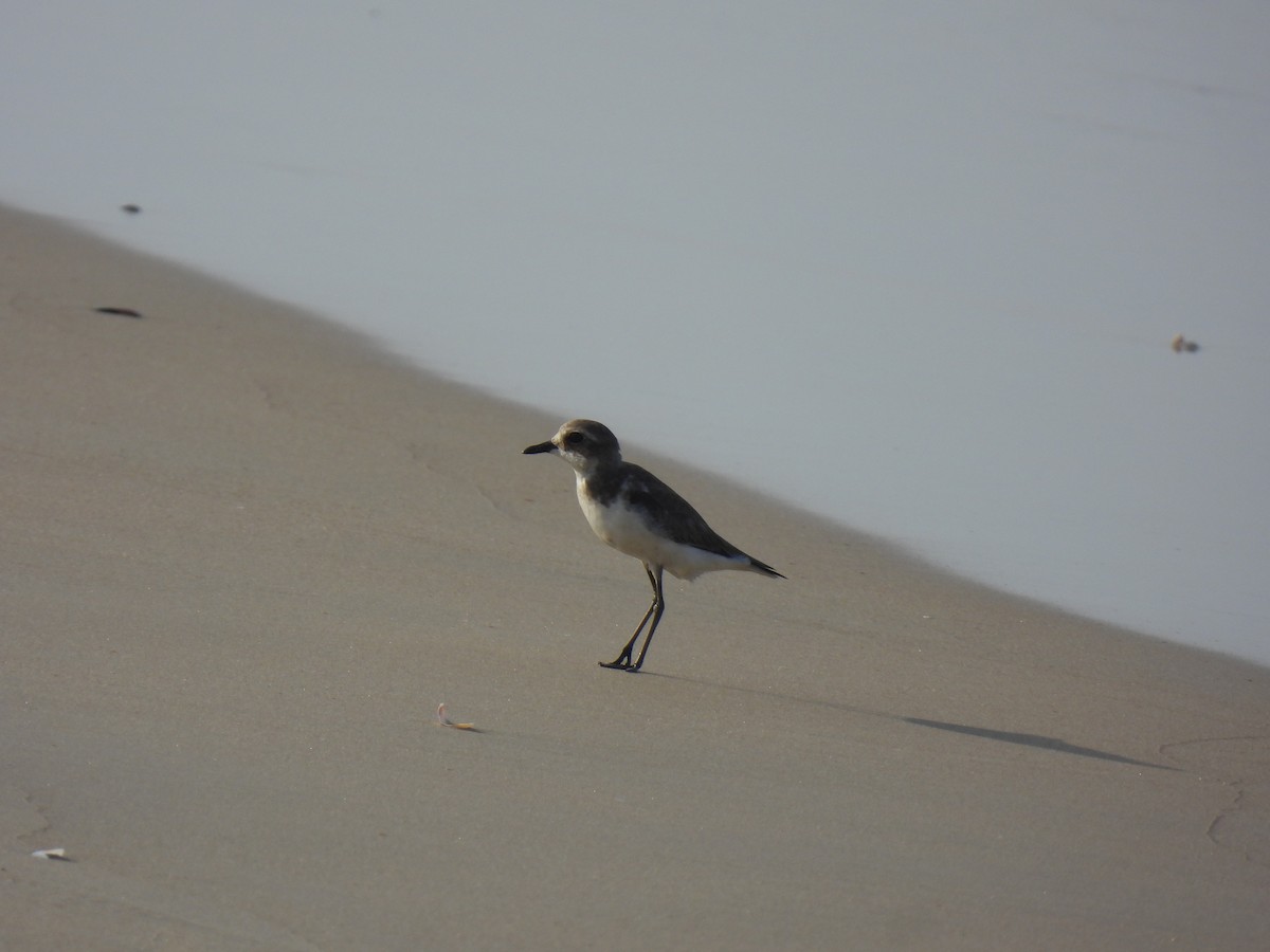 Tibet Cılıbıtı - ML645981449