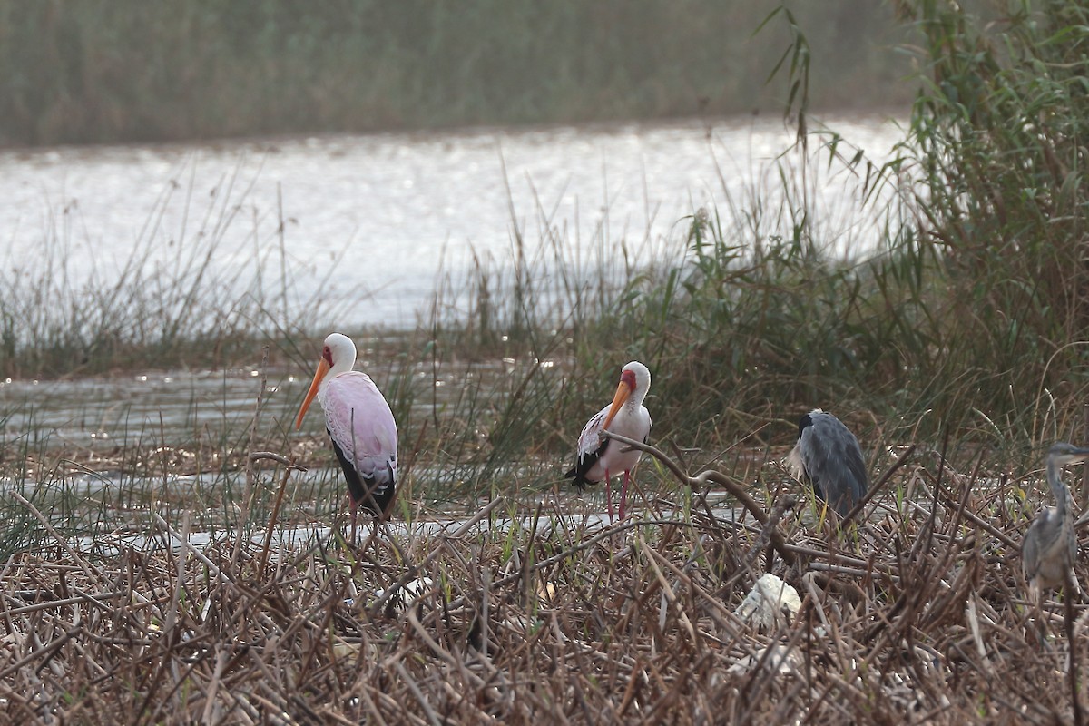 Yellow-billed Stork - ML645981454