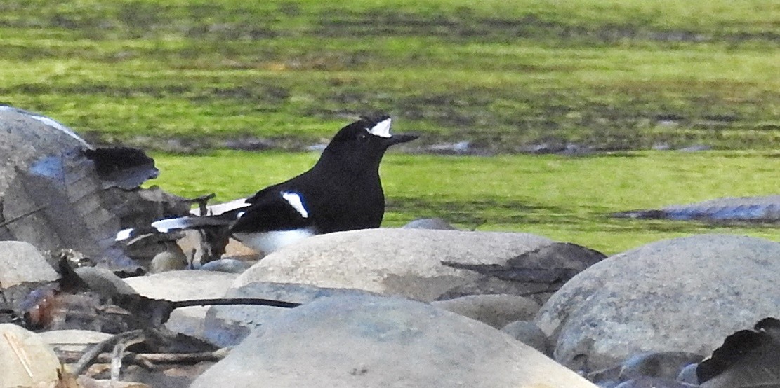 White-crowned Forktail - ML645981456