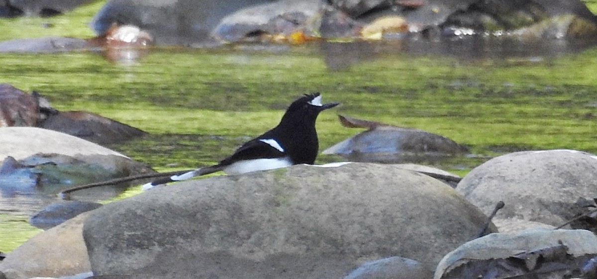 White-crowned Forktail - ML645981457