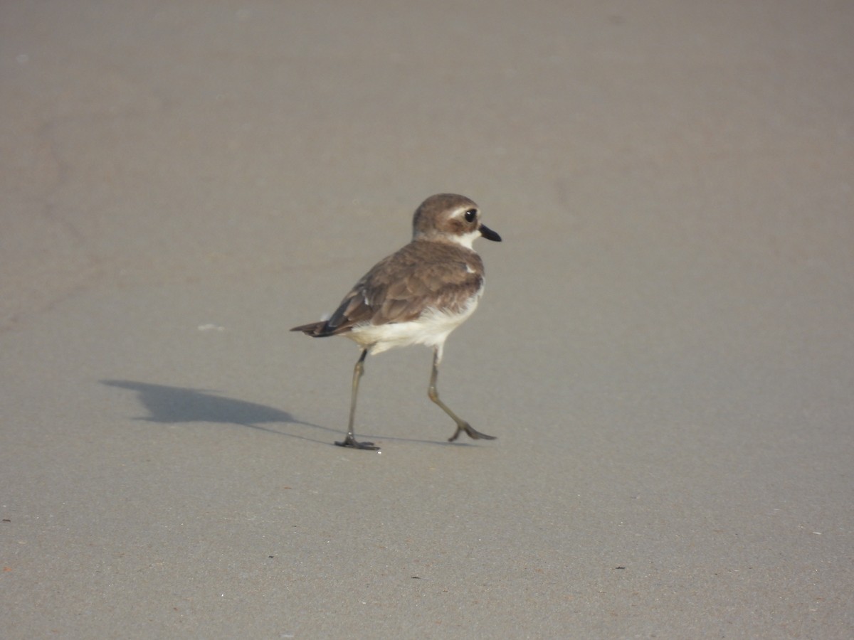 Tibet Cılıbıtı - ML645981459