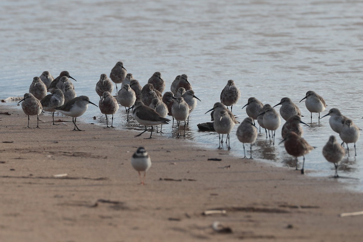 Curlew Sandpiper - ML645981460