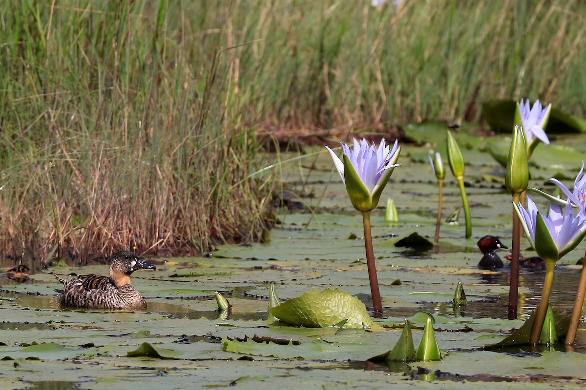 White-backed Duck - ML645981464