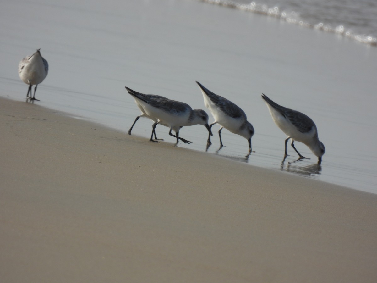 Txirri zuria - ML645981472