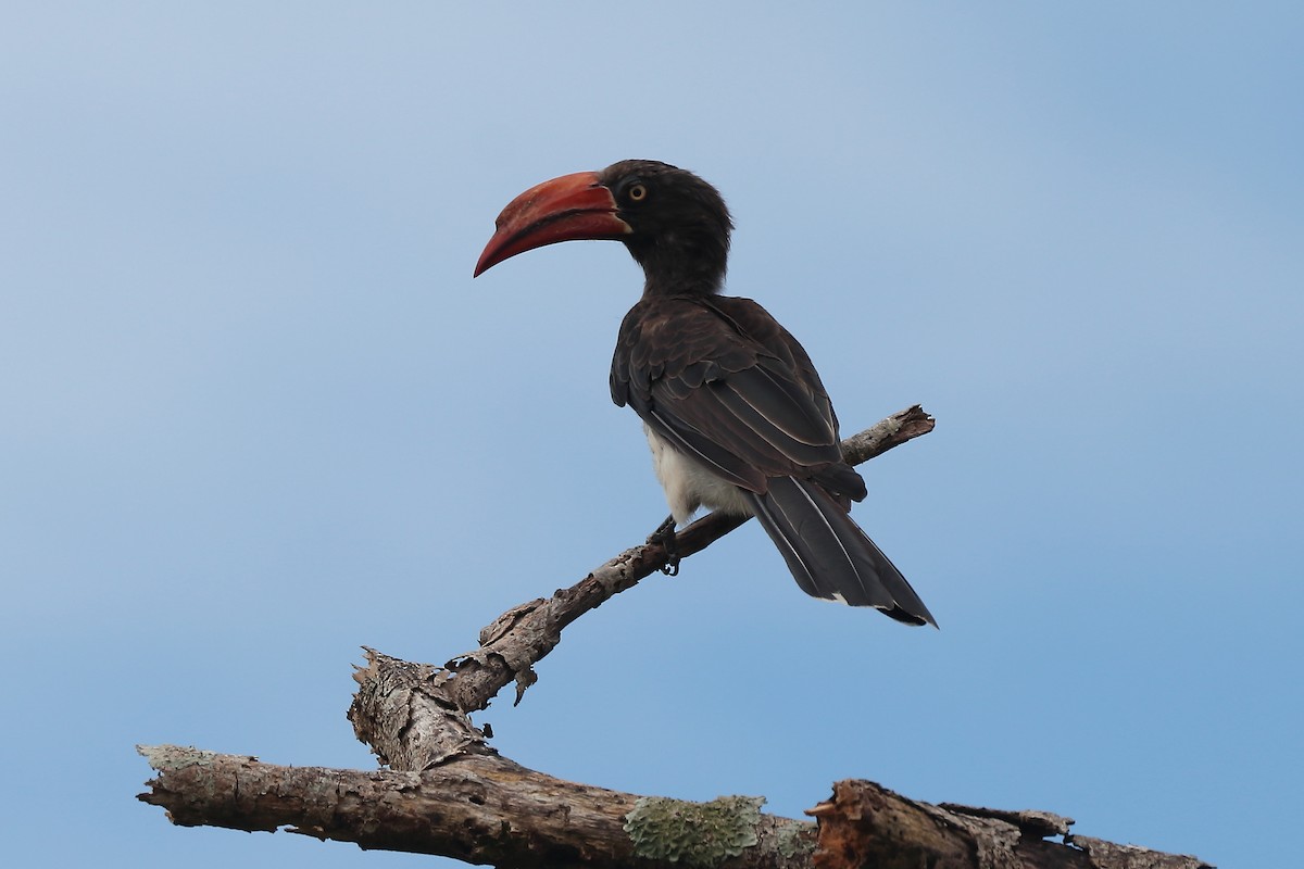 Crowned Hornbill - ML645981477