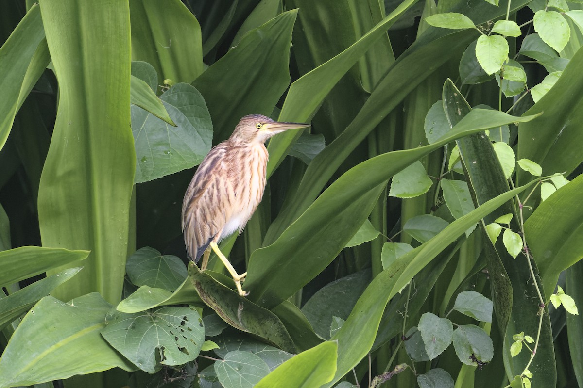 Yellow Bittern - ML645981479