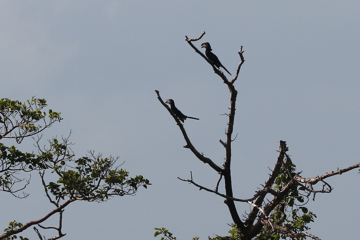 Trumpeter Hornbill - ML645981484