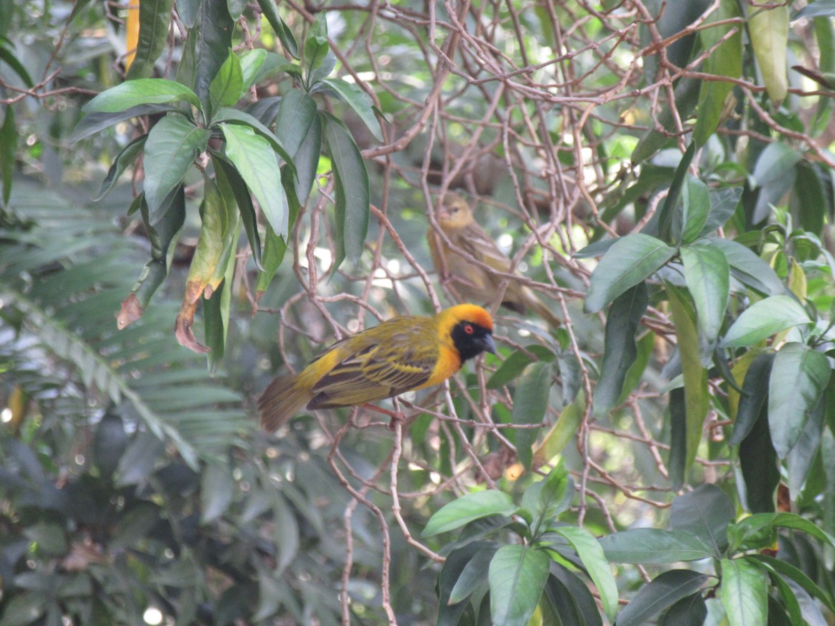 Southern Masked-Weaver - ML645981486