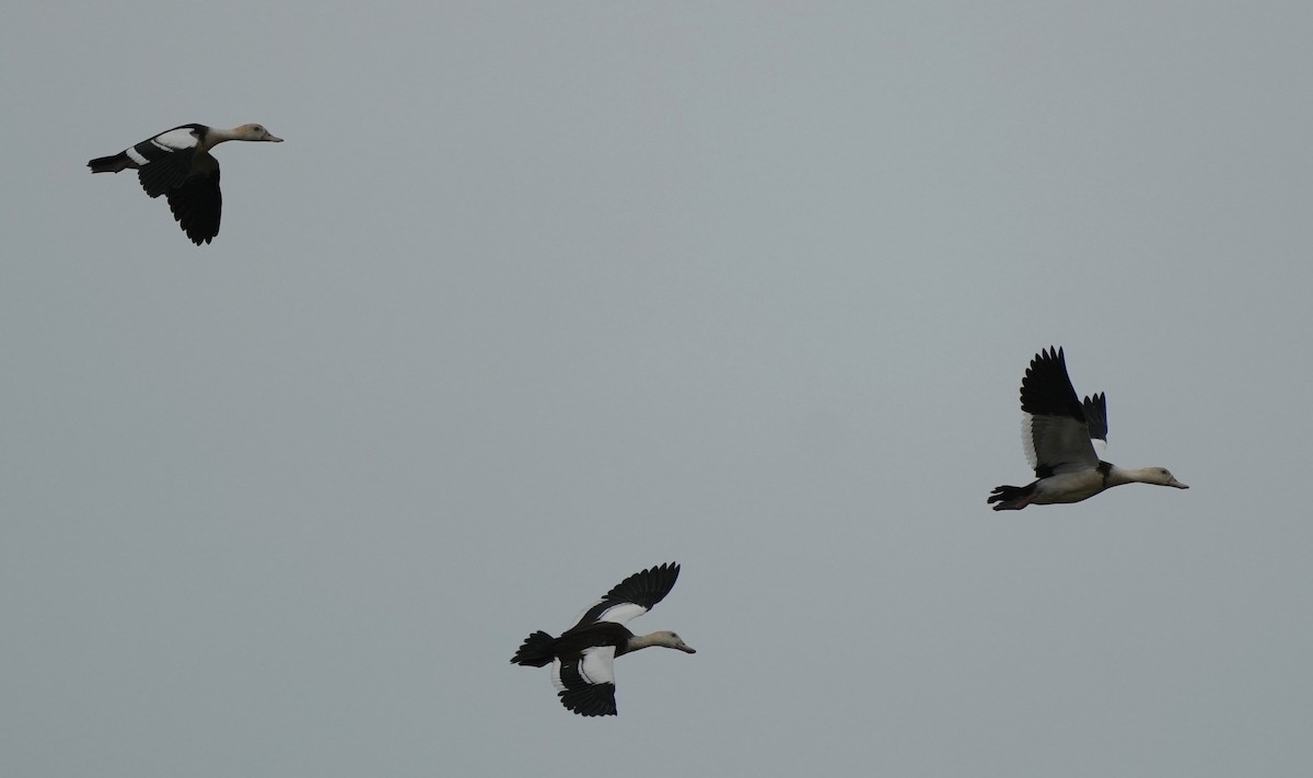 Radjah Shelduck - ML645981487