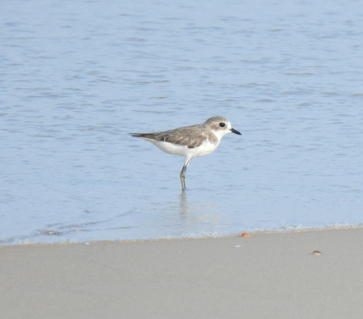 Tibet Cılıbıtı - ML645981490