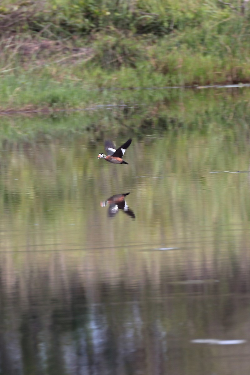 African Pygmy-Goose - ML645981494