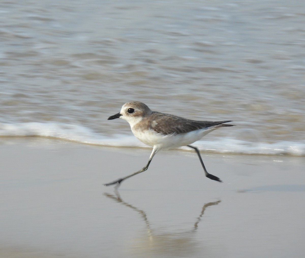 Tibet Cılıbıtı - ML645981496