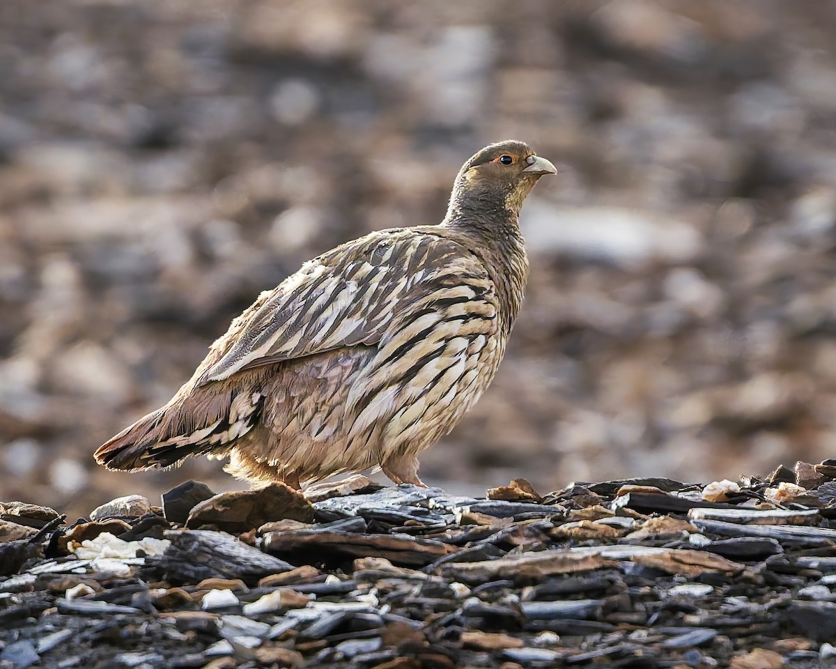 Tibetan Snowcock - ML645981498