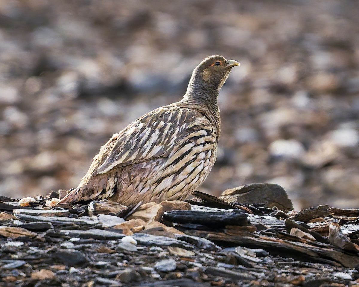Tibetan Snowcock - ML645981499