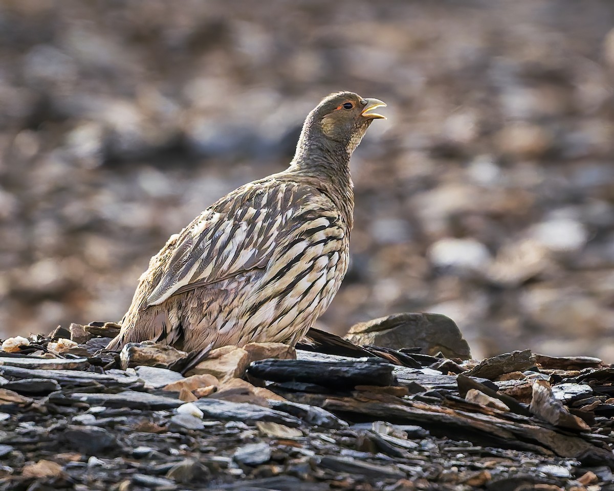 Tibetan Snowcock - ML645981500