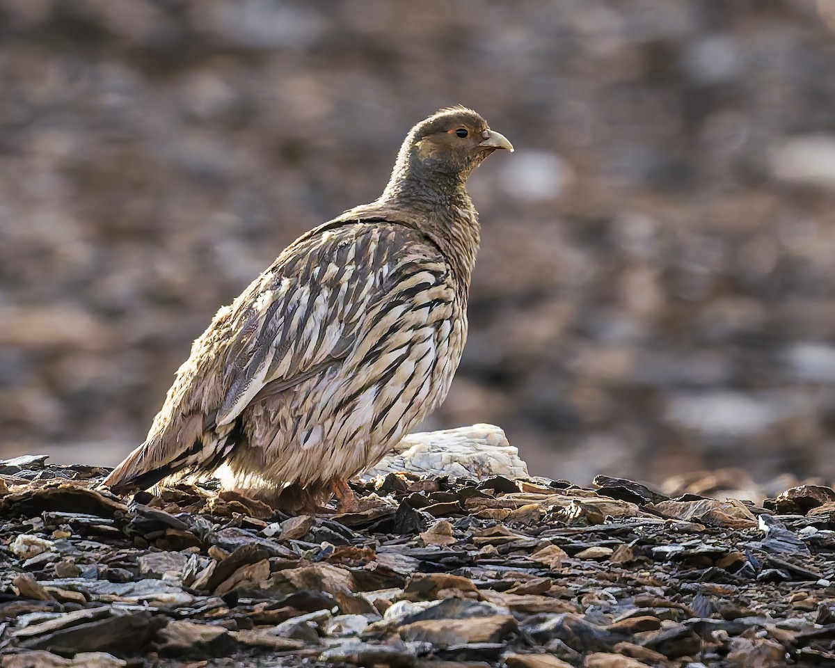 Tibetan Snowcock - ML645981502