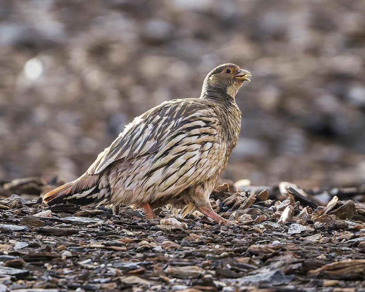 Tibetan Snowcock - ML645981503