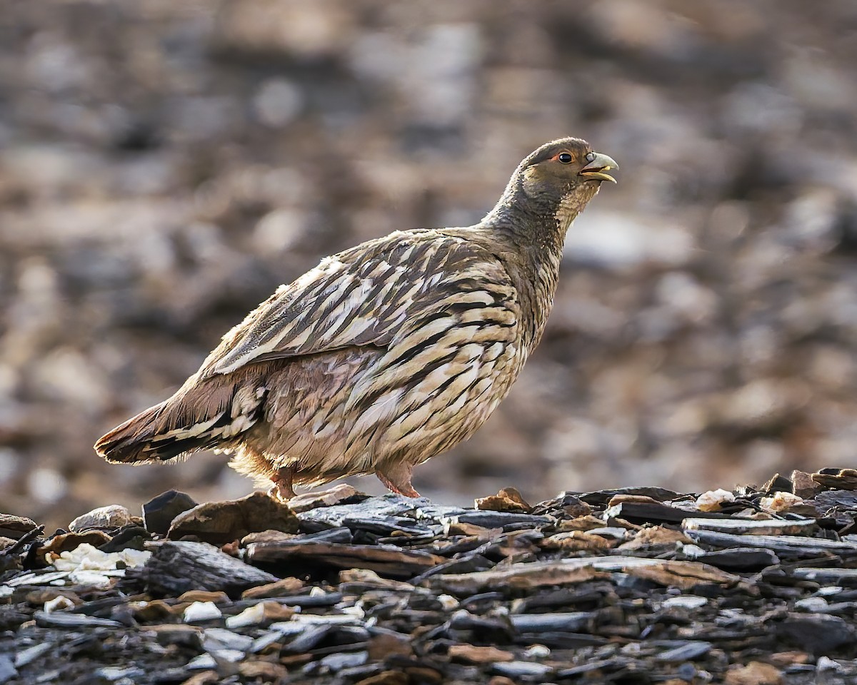 Tibetan Snowcock - ML645981504