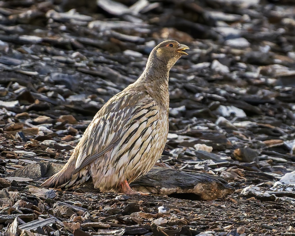 Tibetan Snowcock - ML645981506